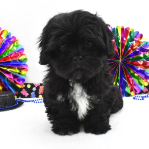 Shih Tzu Puppy Felix