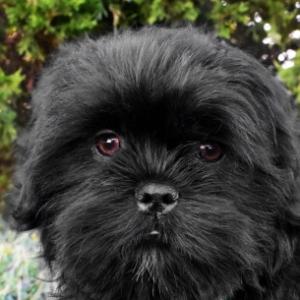 Shih Tzu Puppy Felix