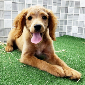Cockapoo Puppy Zena