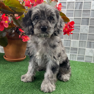 Cockapoo Puppy Wolfe