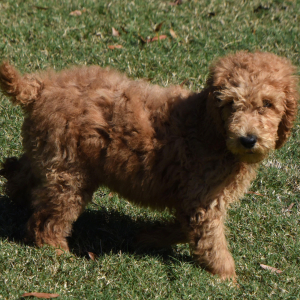Poodle Puppy Jodie