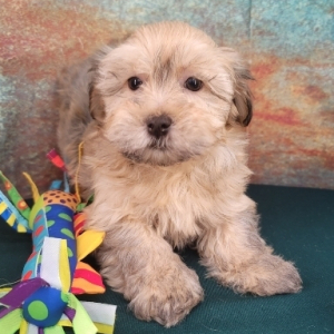 Havanese Puppy Iden