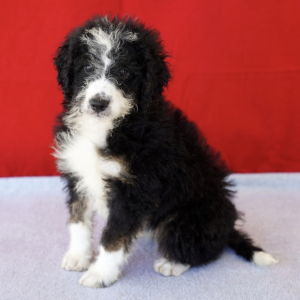 Bernedoodle Puppy Constance