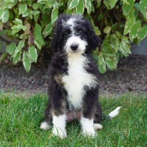 Bernedoodle Puppy Constance