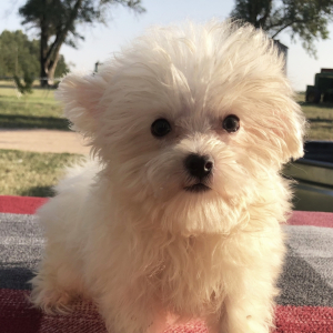 Maltese Puppy Fritz