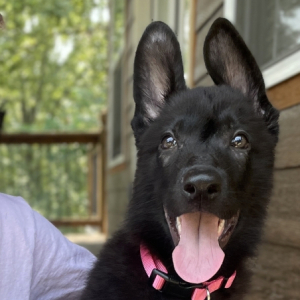 German Shepherd Dog Puppy Natasha