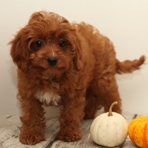 Cavapoo Puppy Elon