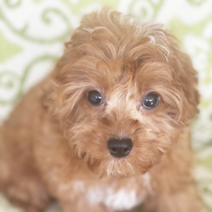 Cavapoo Puppy Elon