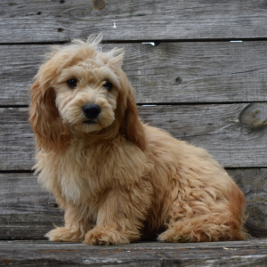 Cavapoo Puppy Franco