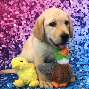 Labrador Retriever Puppy Rhett