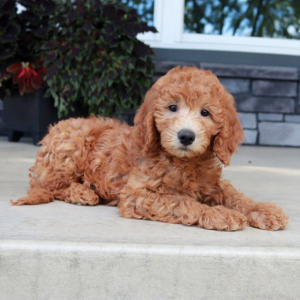Goldendoodle Puppy Mister Oliver