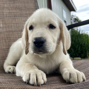 Labrador Retriever Puppy Don