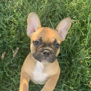 French Bulldog Puppy Sally