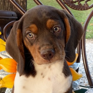 Beagle Puppy Ziggy