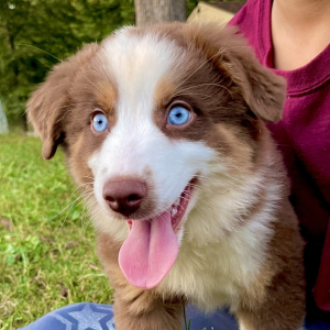Australian Shepherd Puppy Piper