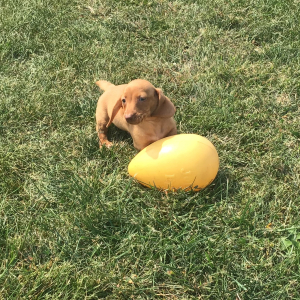 Dachshund Puppy Harti