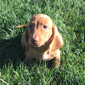 Dachshund Puppy Harti