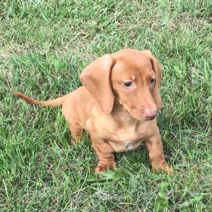 Dachshund Puppy Harti