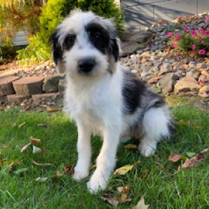 Sheepadoodle Puppy Elliot