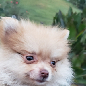 Pomeranian Puppy Delta