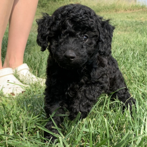 Labradoodle Puppy Milo