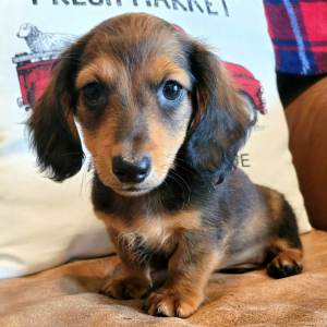 Dachshund Puppy Pocket