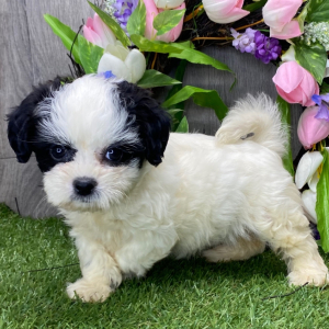 Shichon Puppy Kim