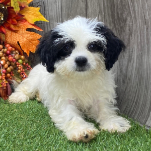 Shichon Puppy Kim