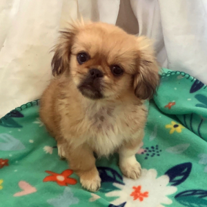 Pekingese Puppy Zoey