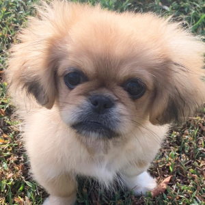 Pekingese Puppy Zoey