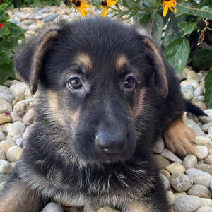 German Shepherd Dog Puppy Greg