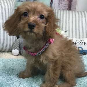 Cavapoo Puppy Penny