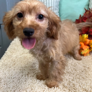 Cavapoo Puppy Penny
