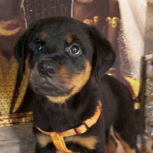 Rottweiler Puppy Jasmine