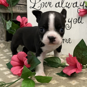 Boston Terrier Puppy Daphne