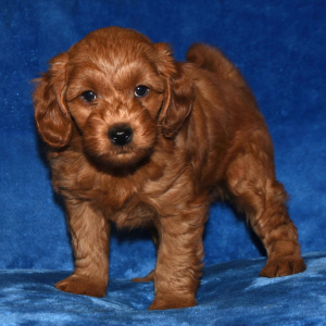 Labradoodle Puppy Pardner