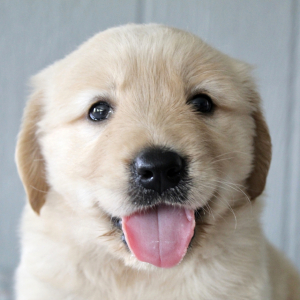 Golden Retriever Puppy Devin