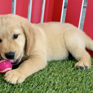 Golden Retriever Puppy Devin
