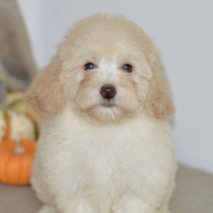 Poodle Puppy Ada