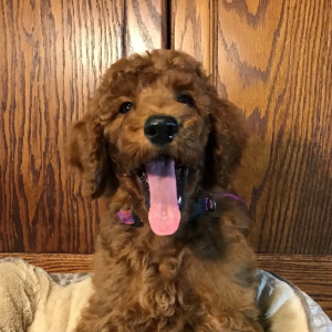 Poodle Puppy Penelope