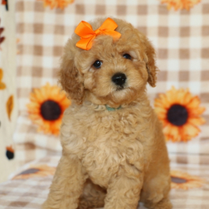 Goldendoodle Puppy Stacy