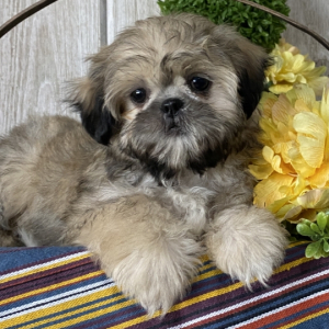 Shih Tzu Puppy Rock