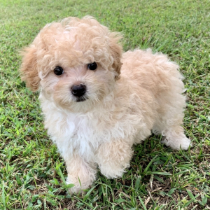 Maltipoo Puppy Carson