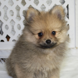 Pomeranian Puppy Wes