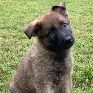 German Shepherd Dog Puppy Brayden