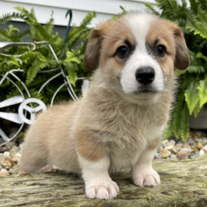 Pembroke Welsh Corgi Puppy Alisha