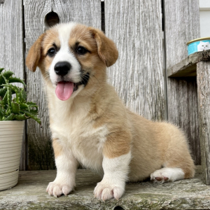 Pembroke Welsh Corgi Puppy Alisha