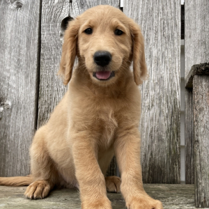 Goldendoodle Puppy Pauly