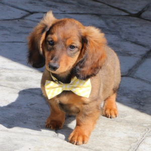 Dachshund Puppy Milo
