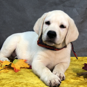 Labrador Retriever Puppy Stealth